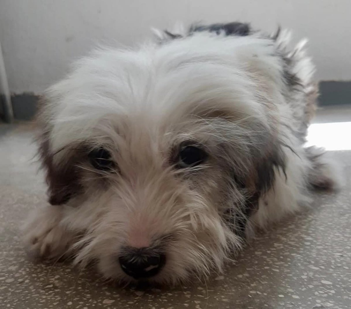rescuedoggypaws tweet picture