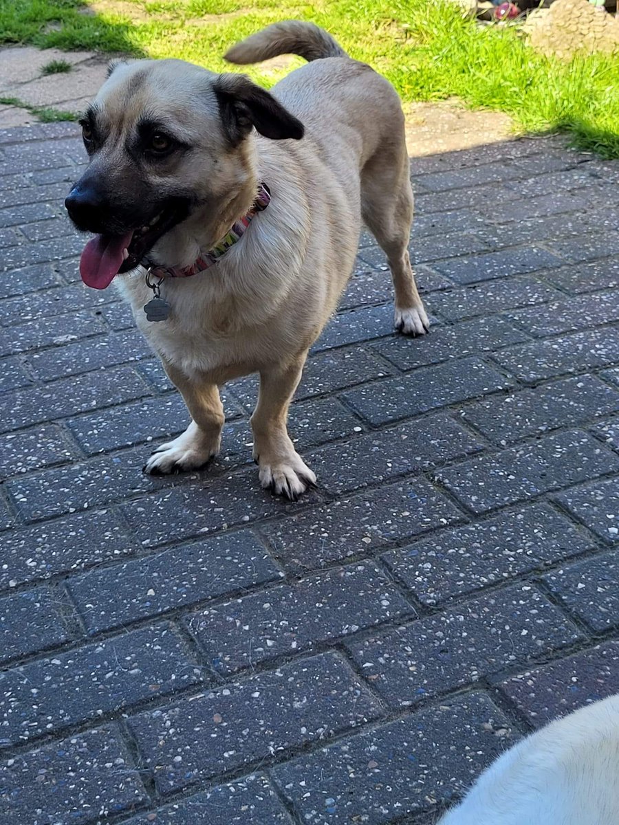 rescuedoggypaws tweet picture
