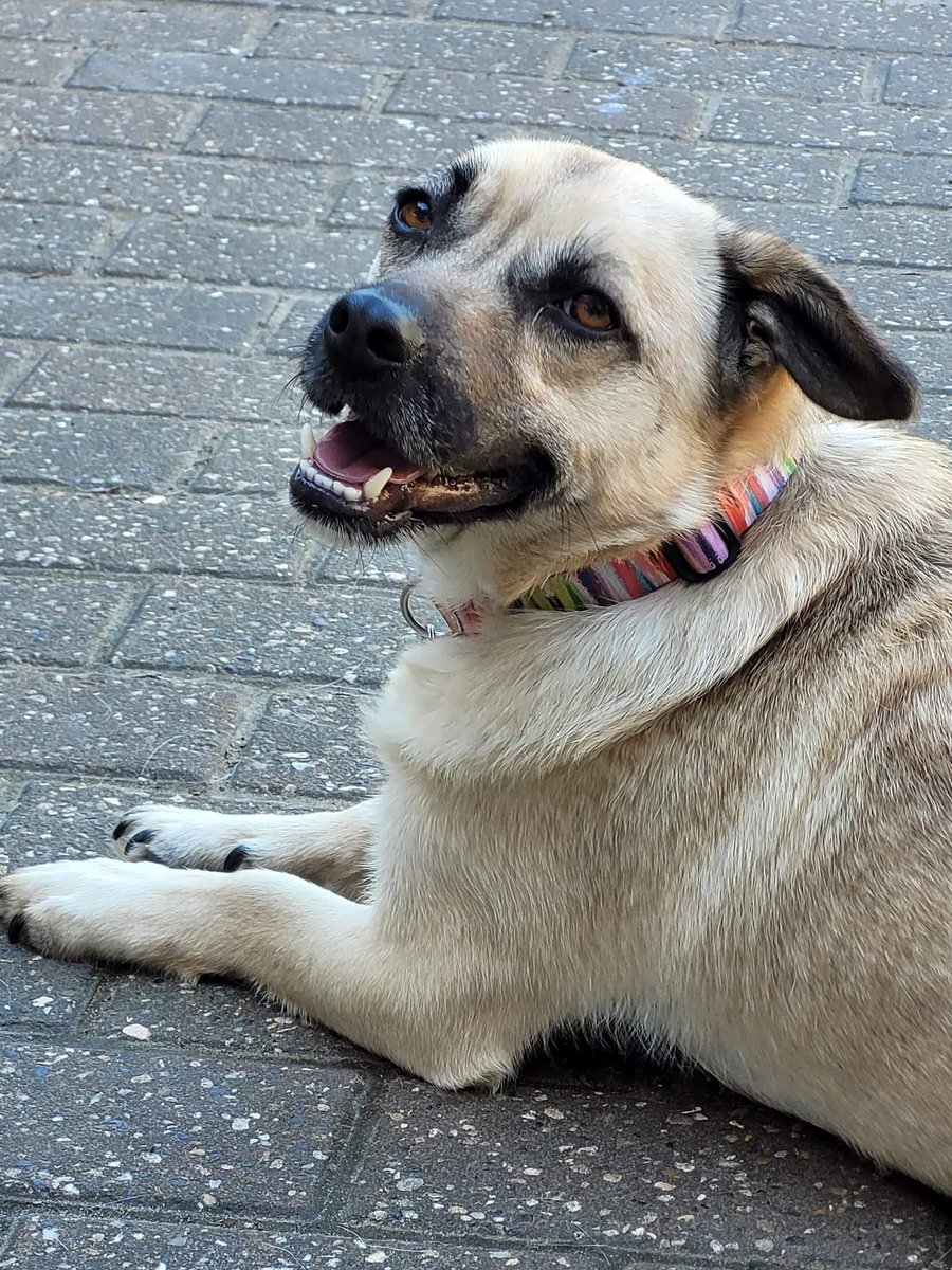 rescuedoggypaws tweet picture