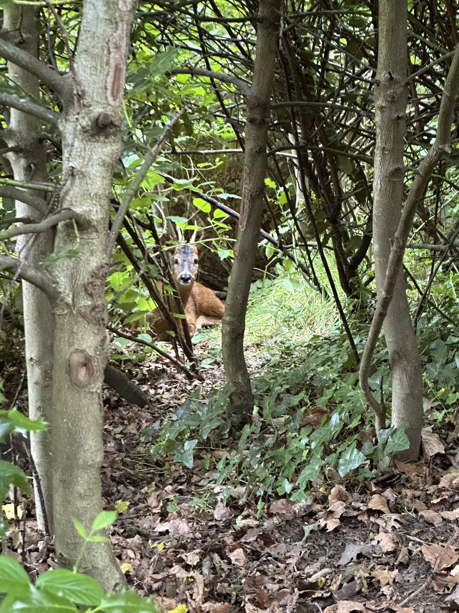 We have a very special visitor on site at the moment. We have sought advice and have been asked to ensure the deer is safe. Whilst you may be curious and want to go and look for the deer, please do not enter forest school before or after school as is our normal policy.