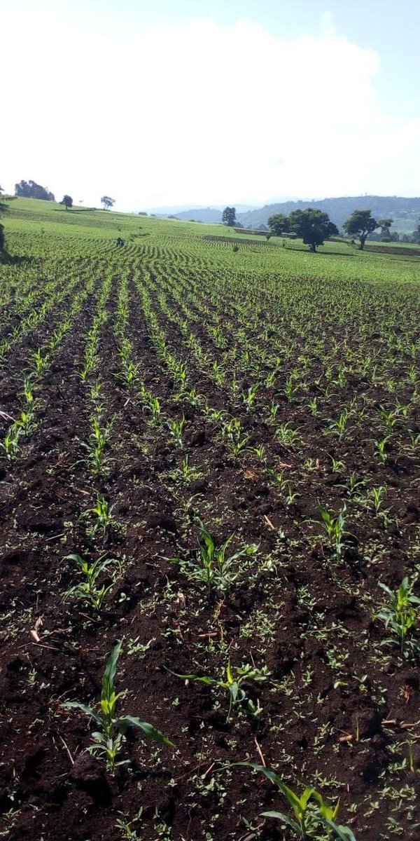 ShimelisAbdisa's tweet photo. The Future of Ethiopia: food security 
Food security is the main agenda of our agricultural transformation through different initiatives. Maize production is one of main crops for food security and we are working to cover 1.8 million hectares with maize cluster. Thank God! https://t.co/ahoduQYdgl
