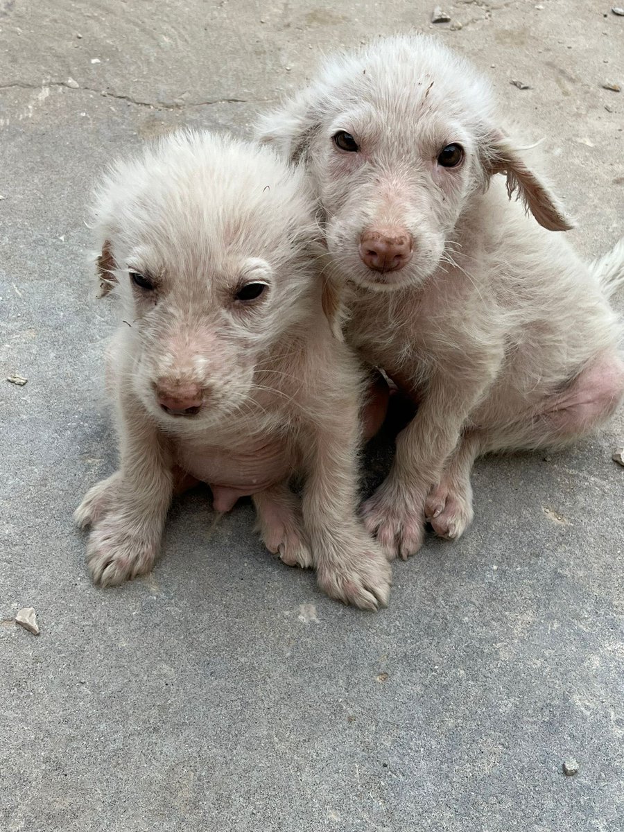 ohanarifugio's tweet photo. 🔴 FERMATEVI QUI SE NON VOLETE PIANGERE: LA STORIA DI FALKOR E BASTIAN ROMPE IL CUORE

⭕ Info: PER FAVORE NON CHIAMARE. ESCLUSIVAMENTE SE REALMENTE INTERESSATI via Whatsapp al +39 327 760 7352

📏 Taglia: media

Santa Margherita di Belice (AG) https://t.co/07Dh4IKeHT