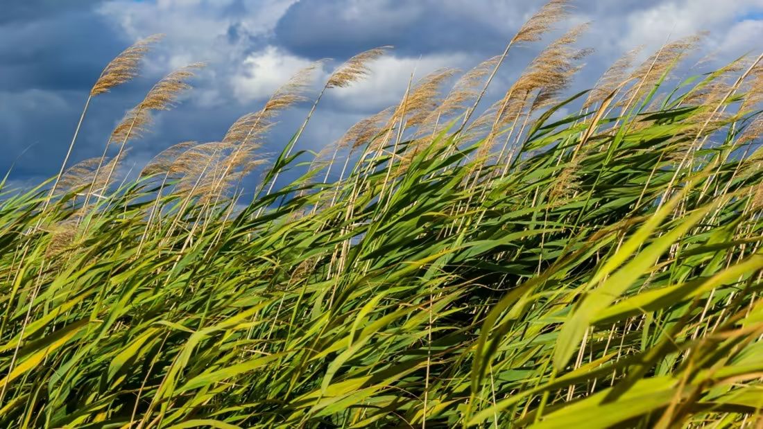 Many landowners may not realize the common reed is invasive. This species spreads through its seeds and root system, replacing native grasses, sedges and herbaceous plants. Learn how FFCP can help connect you with a professional forester: forestfoundation.org/why-we-do-it/f…