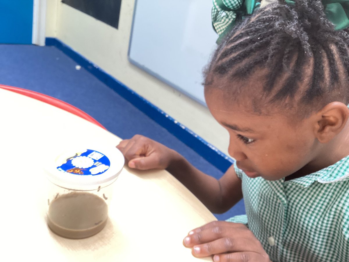 The children are very excited as our caterpillars have arrived today 🐛<a href="/StMargarets_/">St Margaret's Anfield CE Primary</a> #aweandwonder