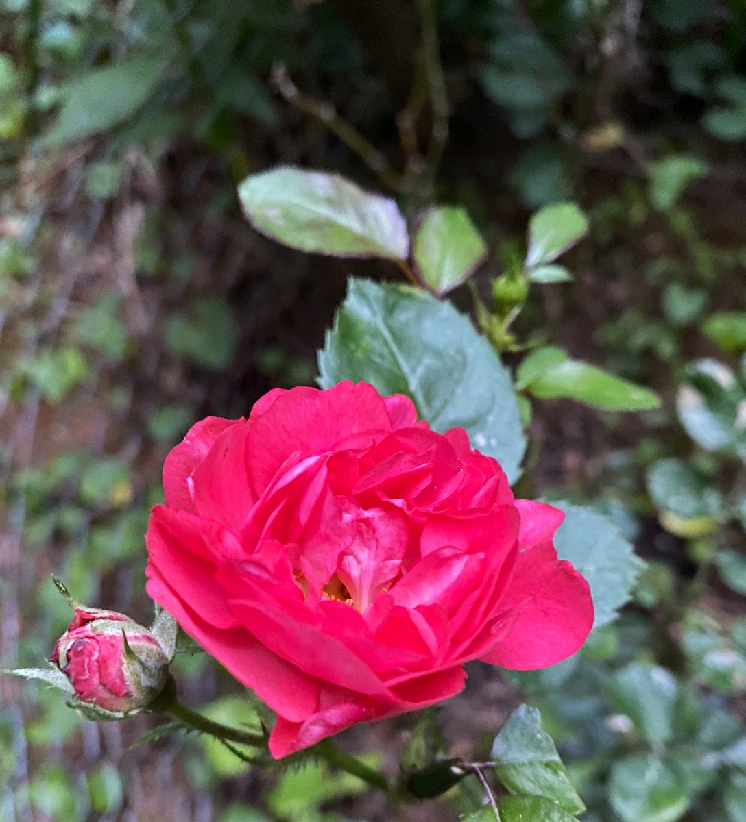 TealSeptember's tweet photo. #Rose #Roses #RoseBush #MiniatureRose #CherrySunblaze #Flowers #Flower #Shrub #Bush #Plant #Plants #Outdoors #CutFlowers #Garden #Gardens #Gardening #Gardener #Gardeners #GardenersWorld #PlantLife #Plantlover #myflowers2024 #Gardeningflowers #GardeningFun #SaveTheBees 🐝 #bushes https://t.co/YYQFc357KZ