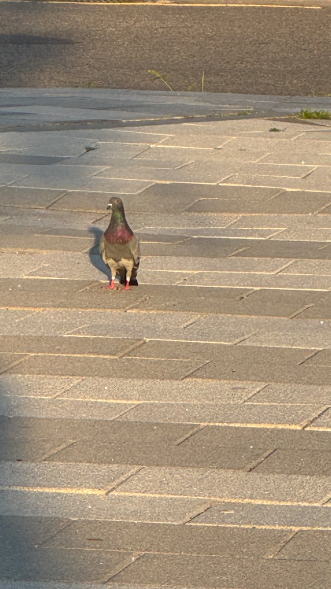 문득 

도시에서 사는 야생동물이란건 뭘까 
우리는 언제부터 흙이 아닌 도보를 걷게되었을까 
선조들은 어떤 땅을 밟고 어떤 하늘을 날았을까 

생각하는듯한 황혼의 둘기