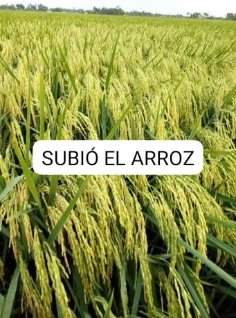 AlvelozFi's tweet photo. Espera k???? https://t.co/3ZtzTF6CAY