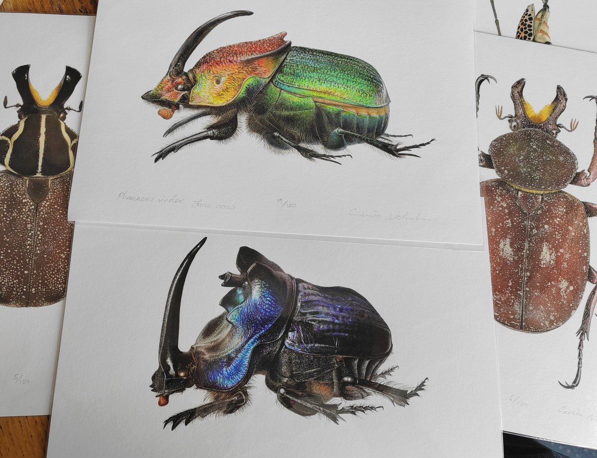 Ross Piper tweet media