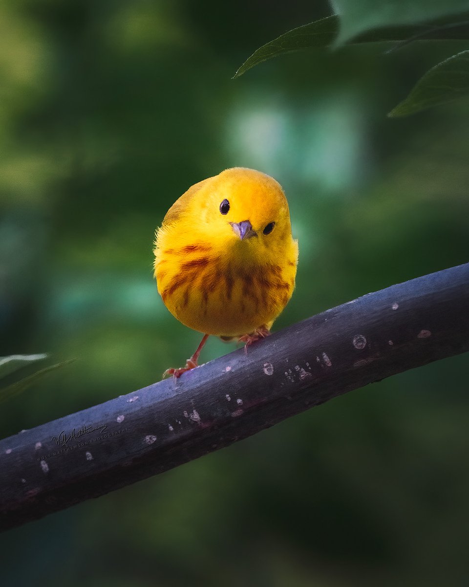 ~ yellow warbler leans in to say...happy thursday...
#TwitterNatureCommunity #naturelovers #birdphotography #thursdayvibes
