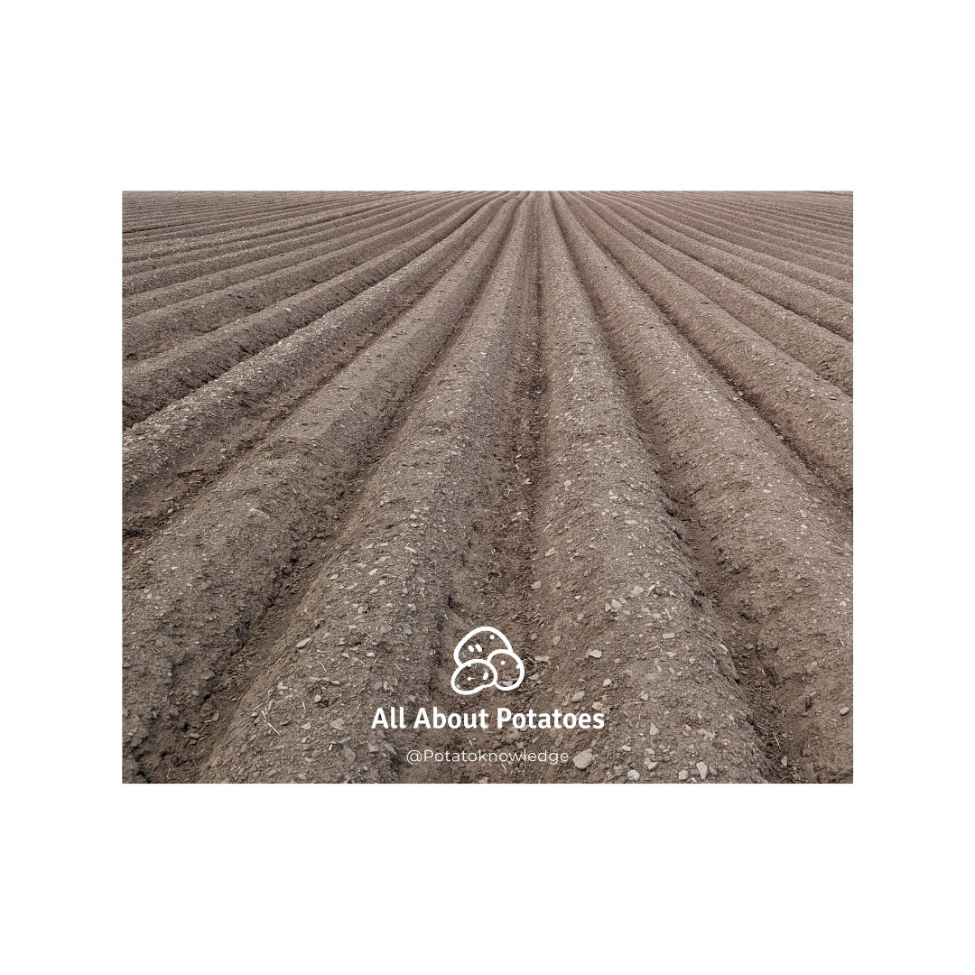potatoknowledge's tweet photo. Almost the middle of June. Some catching up to do for some stocks.

 #allaboutpotatoes #potatoknowledge #agriculture #farming #farm365 #farm #papa #patata #batata #pommedeterre #potato #potatoes #aardappel #kartoffel #potatofarm #potatofarmer #backbritishfarming #potatofarming https://t.co/WmDcKLADcN