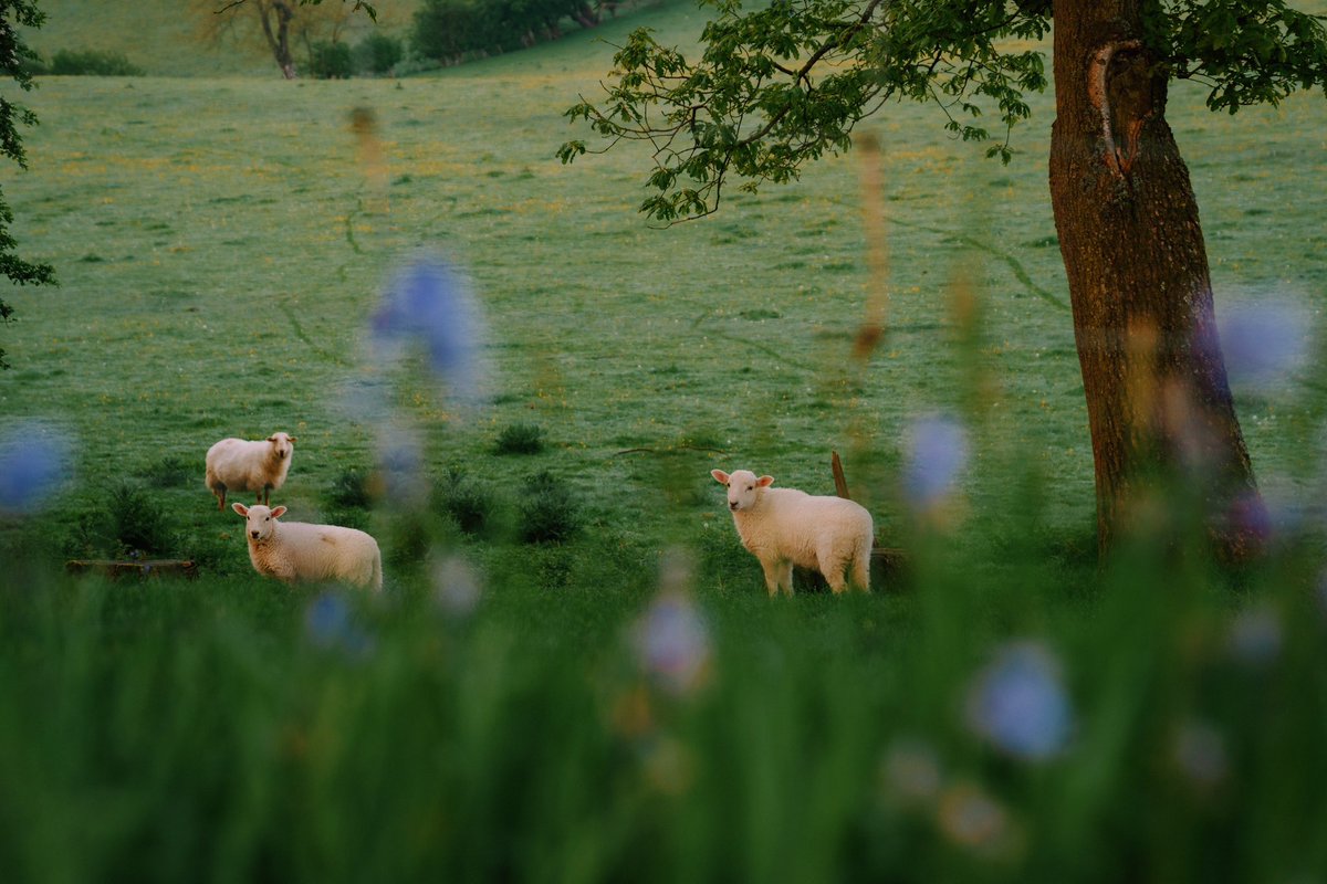 ᅠ ᅠ (@greendreaams) on Twitter photo 