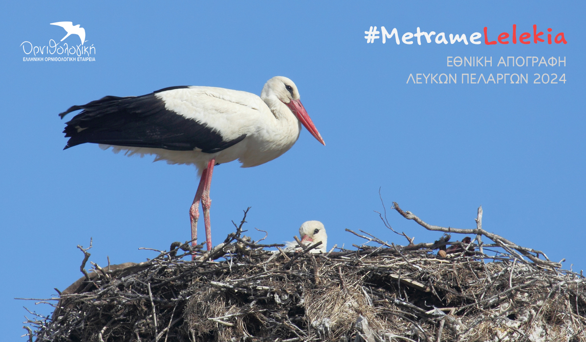 ornithologiki's tweet image. 𓅡  Τον Ιούνιο #MetrameLelekia!
Μία 10ετία από την τελευταία εθνική καταγραφή, συμμετέχουμε στην 8η Διεθνή Απογραφή Λευκών Πελαργών της @BirdLife_News μαζί με 53 χώρες από Ευρώπη, Β. Αφρική &amp;amp; Ασία. 
Κάθε καταγραφή μετράει!
➡️ Μάθε πώς μπορείς να βοηθήσεις: bit.ly/3Vq83Yu
