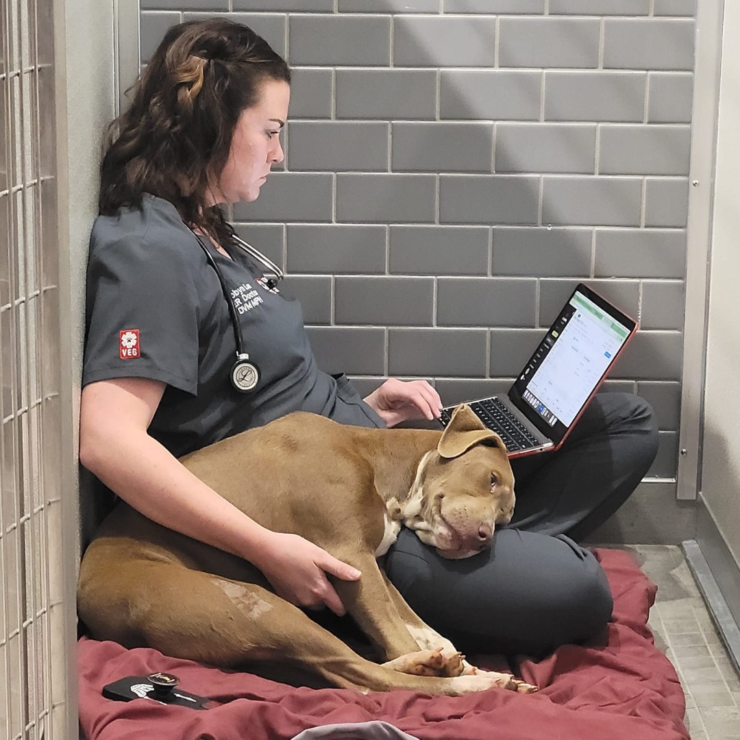 VEGERforpets's tweet photo. Nothing like some pittie cuddles to make the day even better. β€οΈ
Our dedicated Dr. Robyn excels in both record-keeping and giving our patients the love and care they deserve. π₯°
πVEG Greenville
#vegolution #pethospital #pitbull https://t.co/5sTr68F4lw