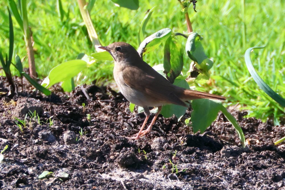 ajordanwildlife's tweet photo. Bird of the trip was the Thrush Nightingale on Unst, Shetland #loveshetland https://t.co/PrPw42xRVV