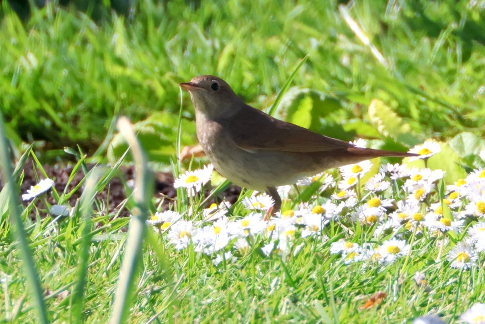ajordanwildlife's tweet photo. Bird of the trip was the Thrush Nightingale on Unst, Shetland #loveshetland https://t.co/PrPw42xRVV