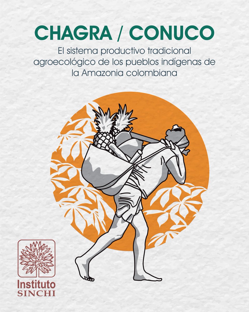 ¿Sabes qué es una chagra y por qué es importante para la Amazonía colombiana?🤔🌱

👩🏻‍🔬Con el objetivo de fortalecer la gobernanza local, la autonomía alimentaria y el desarrollo local, el #InstitutoSINCHI🟢 adelanta el acompañamiento y monitoreo a 70 chagras de(...)🧵👇🏾