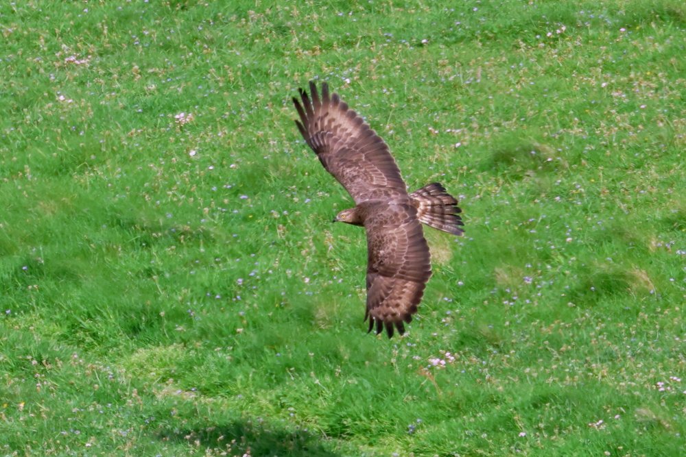ajordanwildlife's tweet photo. Nice to see a Honey Buzzard on 2 islands (Unst and Mainland, Shetland). Seems to be the same bird based on underwing pattern #loveshetland https://t.co/u2Au1DSDJk