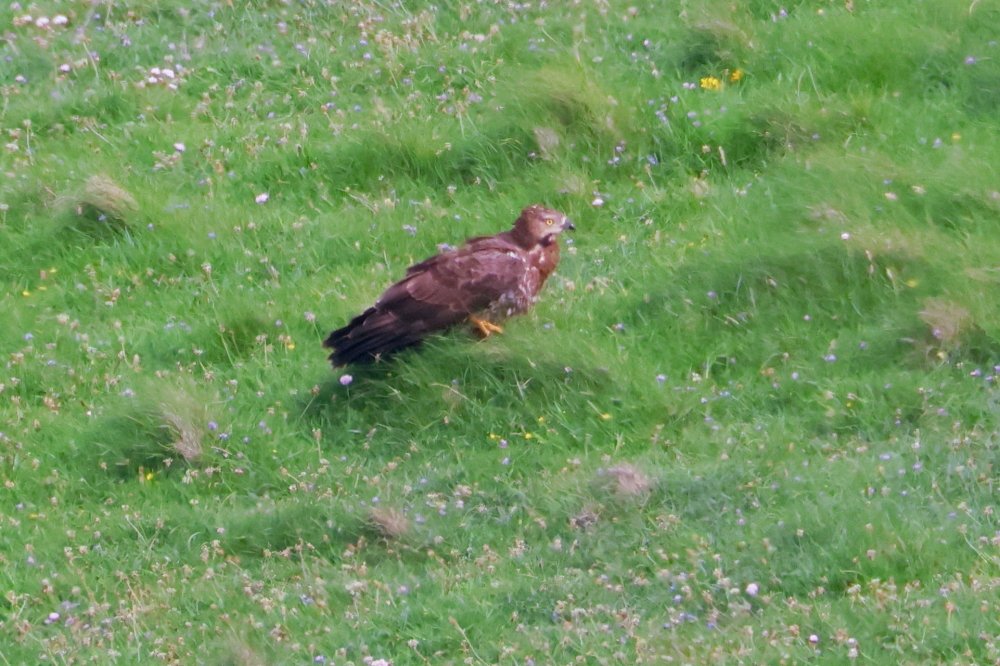 ajordanwildlife's tweet photo. Nice to see a Honey Buzzard on 2 islands (Unst and Mainland, Shetland). Seems to be the same bird based on underwing pattern #loveshetland https://t.co/u2Au1DSDJk