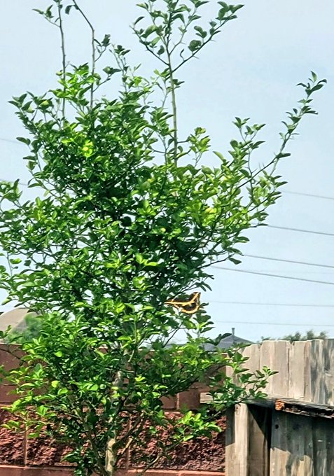 Look at this black swallowtail on my lemon tree! Yay I"mma have butterfly babies! 😊 https://t.co/bF8<a href="/tag/beryl"class="tags"><span>#beryl</span></a>