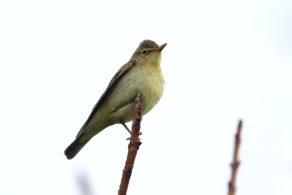 ajordanwildlife's tweet photo. Red-Backed Shrike, Marsh (no photo here) and Icterine Warblers (2 pics) were almost everywhere it seemed. Blyth's Reed Warbler was a nice bonus! Shetland #loveshetland https://t.co/wP5HOpqlXd
