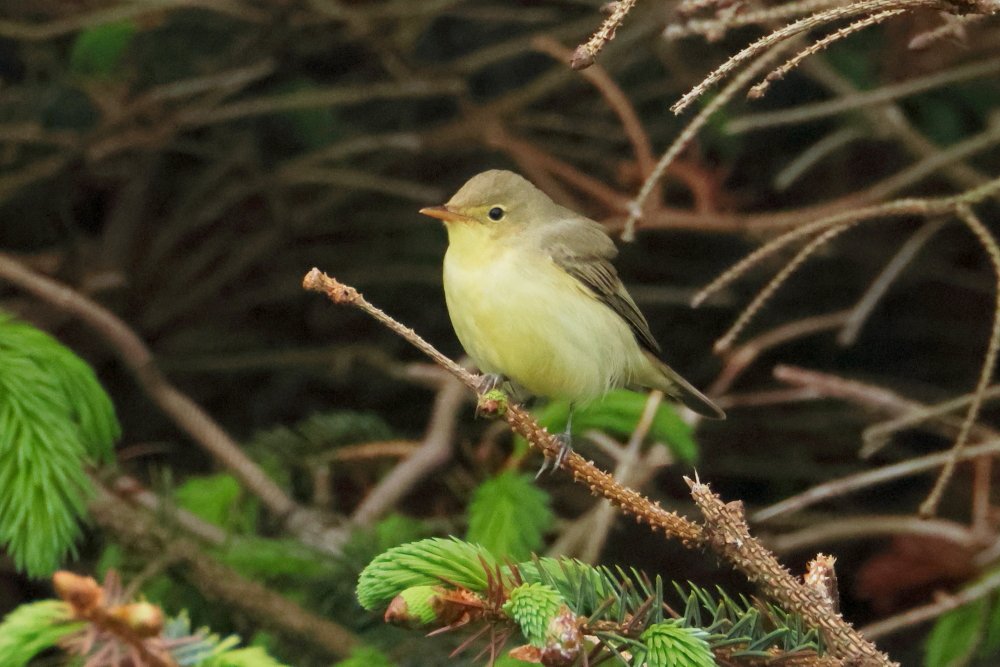 ajordanwildlife's tweet photo. Red-Backed Shrike, Marsh (no photo here) and Icterine Warblers (2 pics) were almost everywhere it seemed. Blyth's Reed Warbler was a nice bonus! Shetland #loveshetland https://t.co/wP5HOpqlXd