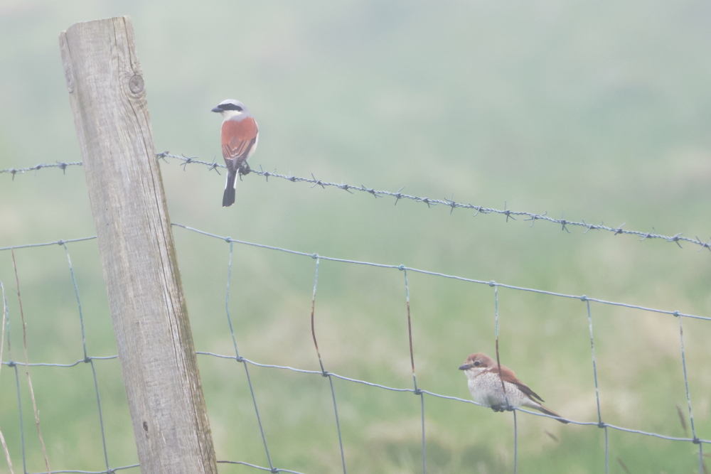 ajordanwildlife's tweet photo. Red-Backed Shrike, Marsh (no photo here) and Icterine Warblers (2 pics) were almost everywhere it seemed. Blyth's Reed Warbler was a nice bonus! Shetland #loveshetland https://t.co/wP5HOpqlXd