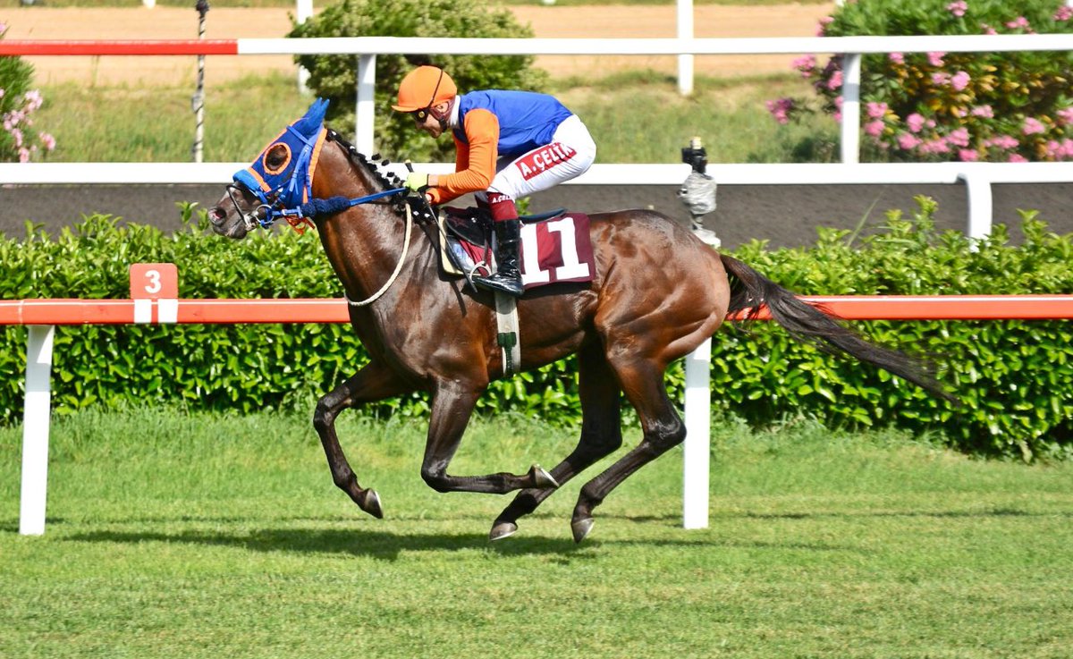 ULU ÖNDER MUSTAFA KEMAL ATATÜRK ADINA DÜZENLENECEK BU YILKİ 98. GAZİ KOŞUSUNA ATIMIZ #SONOFCOOGER AHMET ÇELİKLE START ALACAKTIR. Her iki tarafa hayırlı olsun. Diğer katılacak olan tüm atlara başarılar diliyoruz.