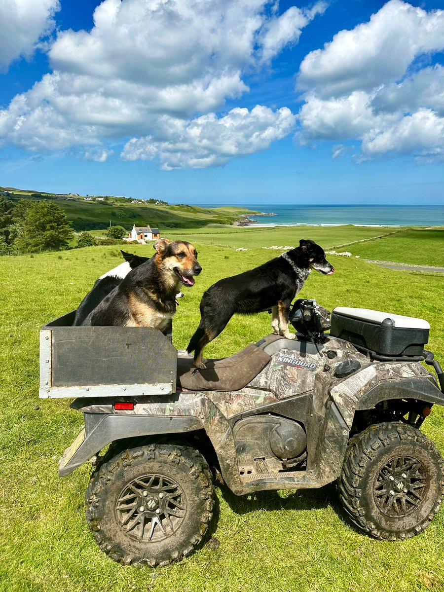 Joyce Campbell tweet media