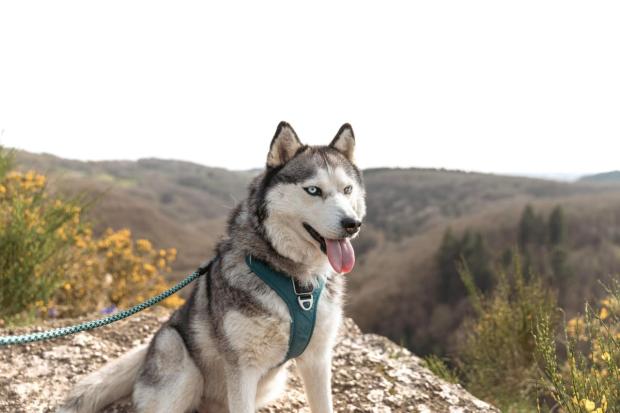 FBB_Officiel's tweet image. #SOSAdoption
🐶 Kiara, 6 ans, cette belle princesse aux yeux bleus attend une famille

« Me voici, je suis KIARA, une belle princesse aux yeux bleus... Ma maîtresse m&apos;avait eue toute petite, on a été heureuses ensemble, mais nos conditions de vie ont changé, et je n&apos;ai pas…