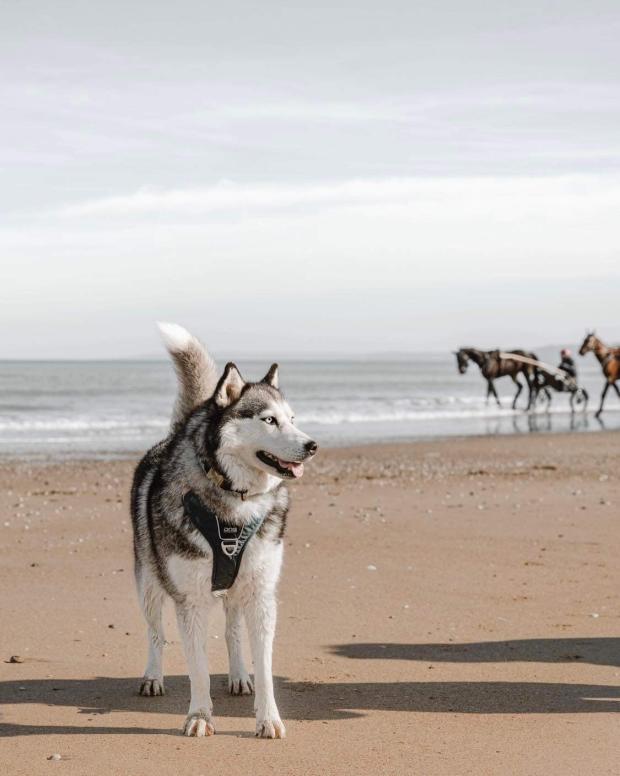FBB_Officiel's tweet image. #SOSAdoption
🐶 Kiara, 6 ans, cette belle princesse aux yeux bleus attend une famille

« Me voici, je suis KIARA, une belle princesse aux yeux bleus... Ma maîtresse m&apos;avait eue toute petite, on a été heureuses ensemble, mais nos conditions de vie ont changé, et je n&apos;ai pas…