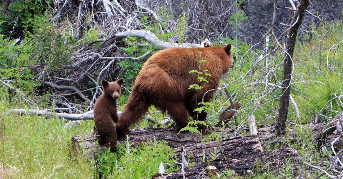 As we enter the summer months and spend more time outside, it’s important to consider how we interact with wildlife. How can we help prevent human-wildlife conflict to keep both ourselves and the animals safe? Learn more on our website! buff.ly/4es9QVY 

📷 S. Ryan