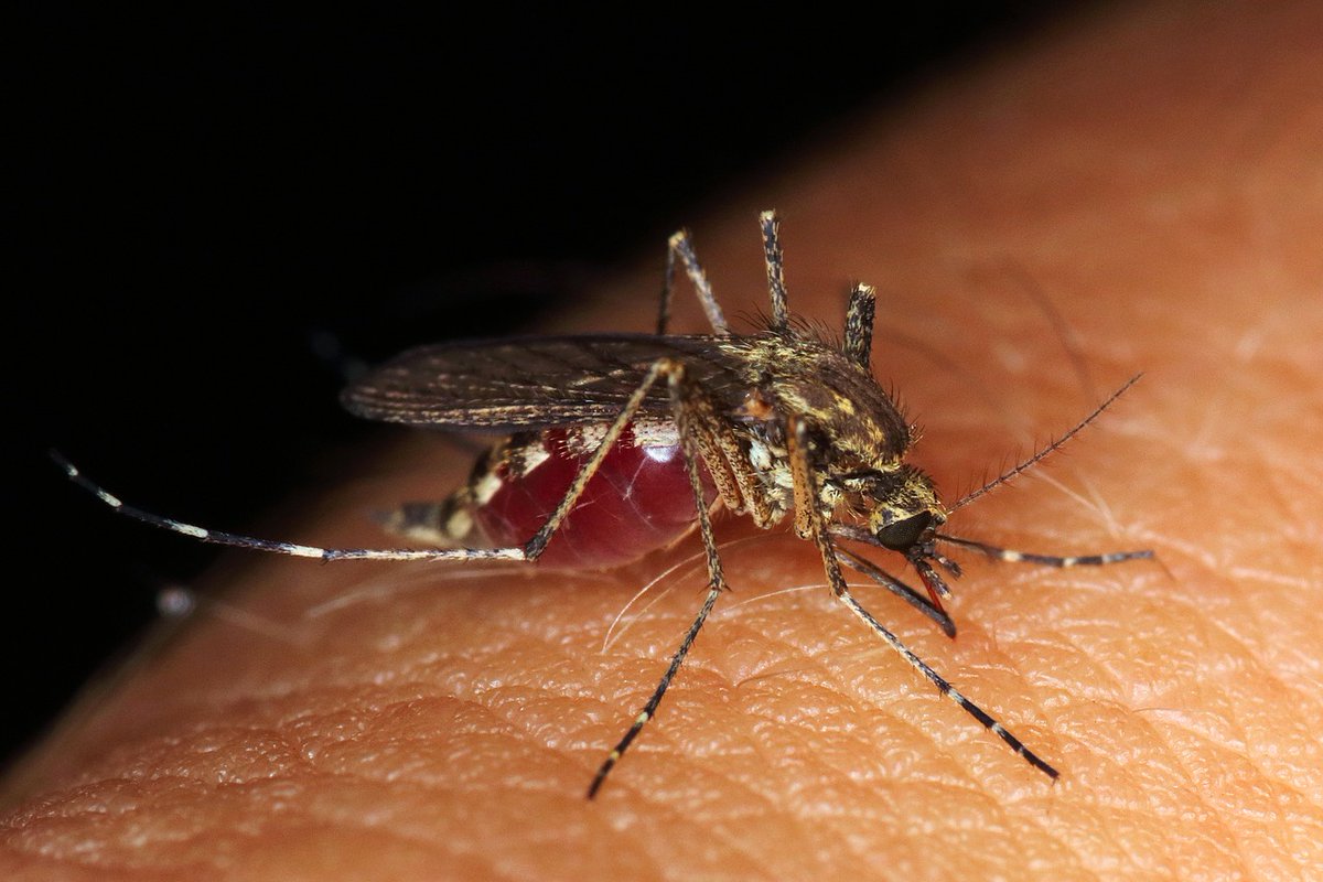 305Mosquito's tweet photo. MEDIA ADVISORY: 

Miami-Dade County #MosquitoControl to host peak #mosquito season media availability, June 17.

Click https://t.co/XUP78sEgnP for more details. 

#FightTheBite https://t.co/BSpq2HQML2
