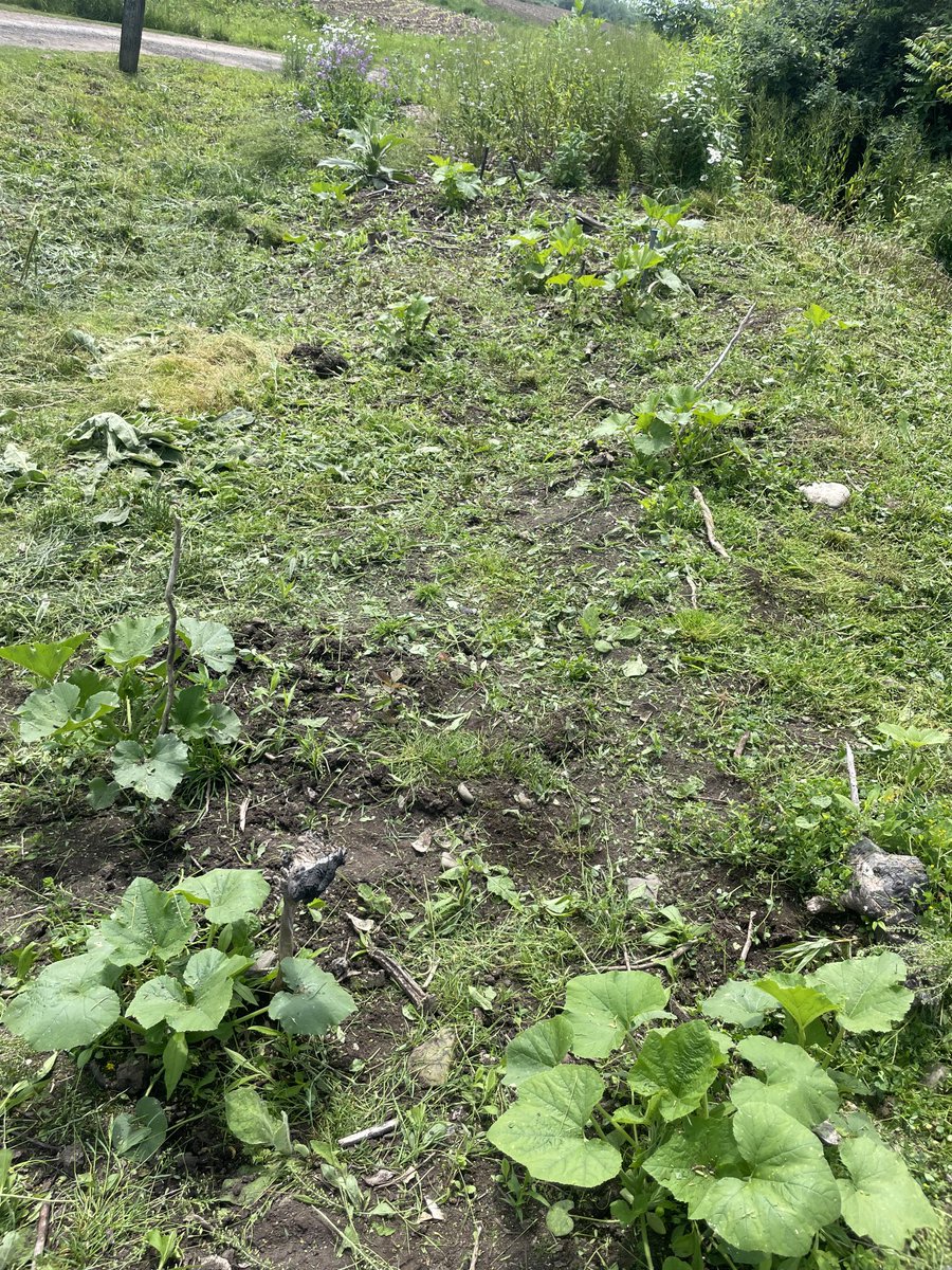 TheCrestKeeper's tweet image. 🎃👻🎃 #ThePatch #TheCrest