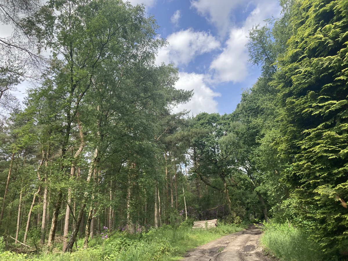 fj210's tweet image. Not quite flaming….but nevertheless June in the East Riding. #walkday #change #Iknowiamveryfortunate