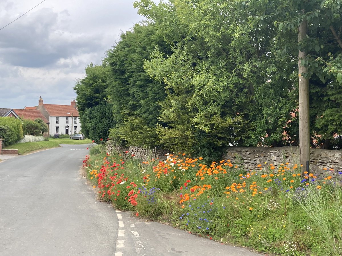 fj210's tweet image. Not quite flaming….but nevertheless June in the East Riding. #walkday #change #Iknowiamveryfortunate