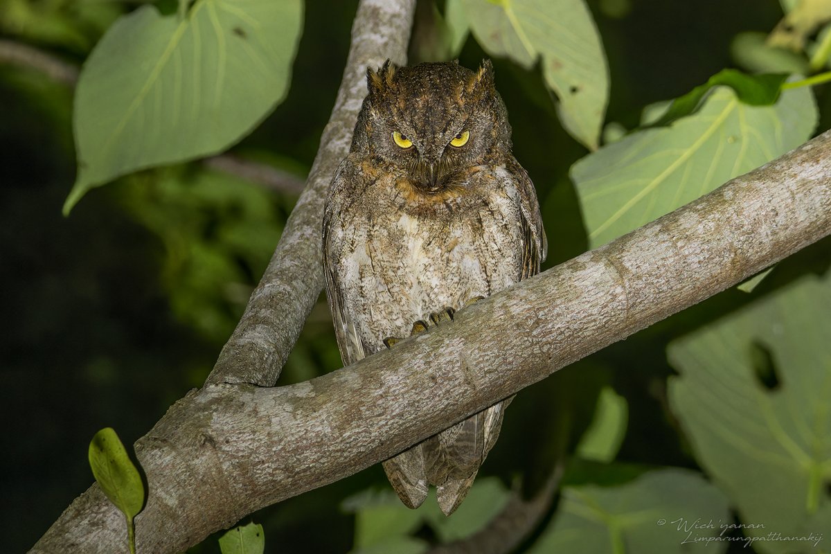 jayshrike's tweet image. This is my last tweet on #Ryukyu #birds, but the near-threatened Ryukyu Scops Owl was actually the 1st #bird we photographed on #Okinawa🦉

#owls #BirdsOfTwitter #BirdsSeenIn2024 #birdJapan #OwlX #nightphotography #naturetwitter #wildanimal #TwitterNaturePhotography #naturephoto