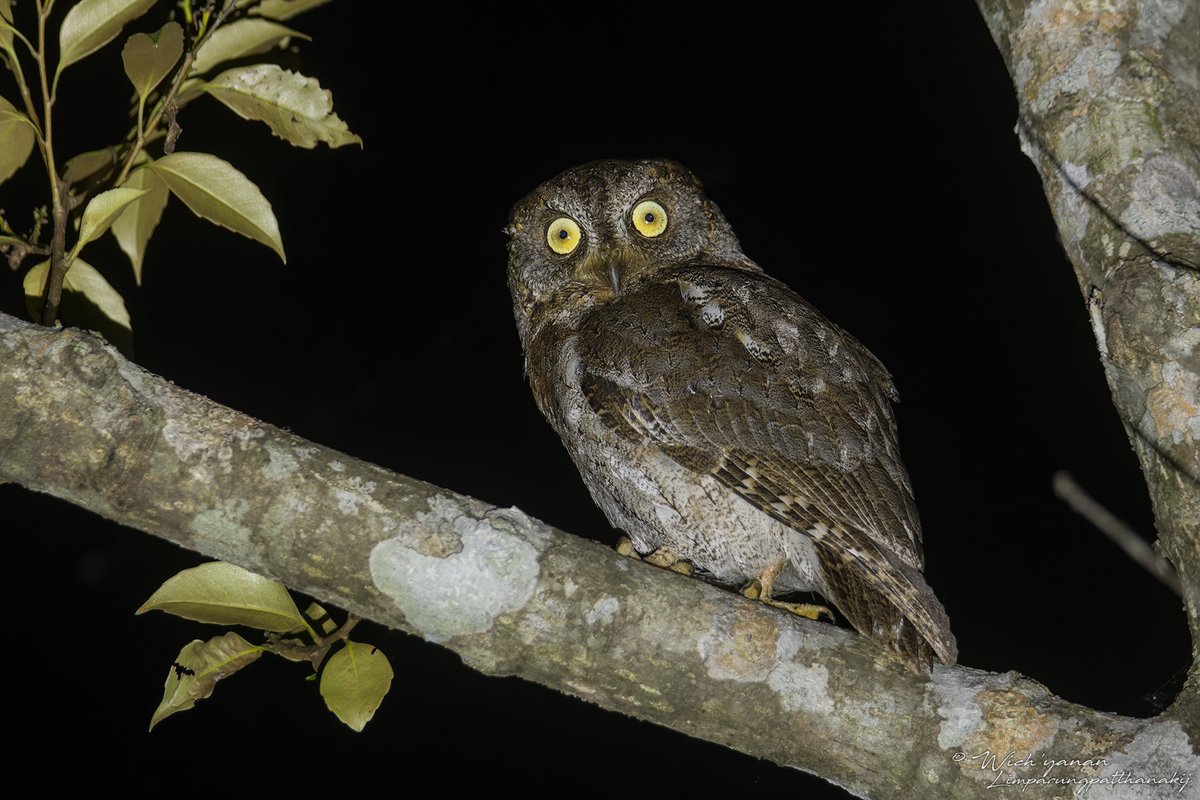 jayshrike's tweet image. This is my last tweet on #Ryukyu #birds, but the near-threatened Ryukyu Scops Owl was actually the 1st #bird we photographed on #Okinawa🦉

#owls #BirdsOfTwitter #BirdsSeenIn2024 #birdJapan #OwlX #nightphotography #naturetwitter #wildanimal #TwitterNaturePhotography #naturephoto