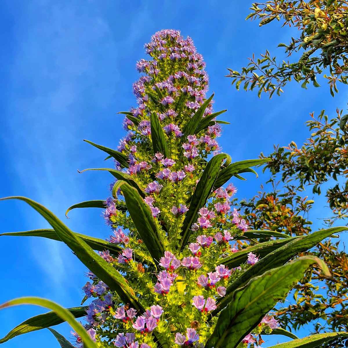 The plants in Cornwall have an incredible architectural quality, and these Echium Pininana are spectacular.