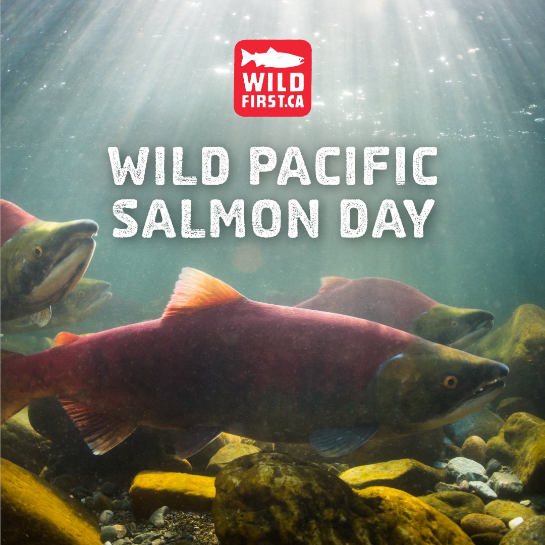 On #BCWildSalmonDay, we recognize the vital role of wild Pacific salmon for the entire ecosystem in BC, including bears, whales, and eagles. Wild Pacific salmon are foundational to the food security, social and ceremonial purposes of First Nations across BC. With the decline