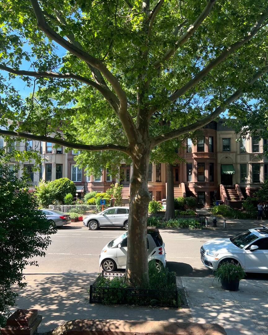 JuliaKorell's tweet photo. Spring time ☀️🏡

#stooping #brooklyn #stoopingbrooklyn #nyc #spring https://t.co/j9csxengk4 https://t.co/wsMfKuU7DF
