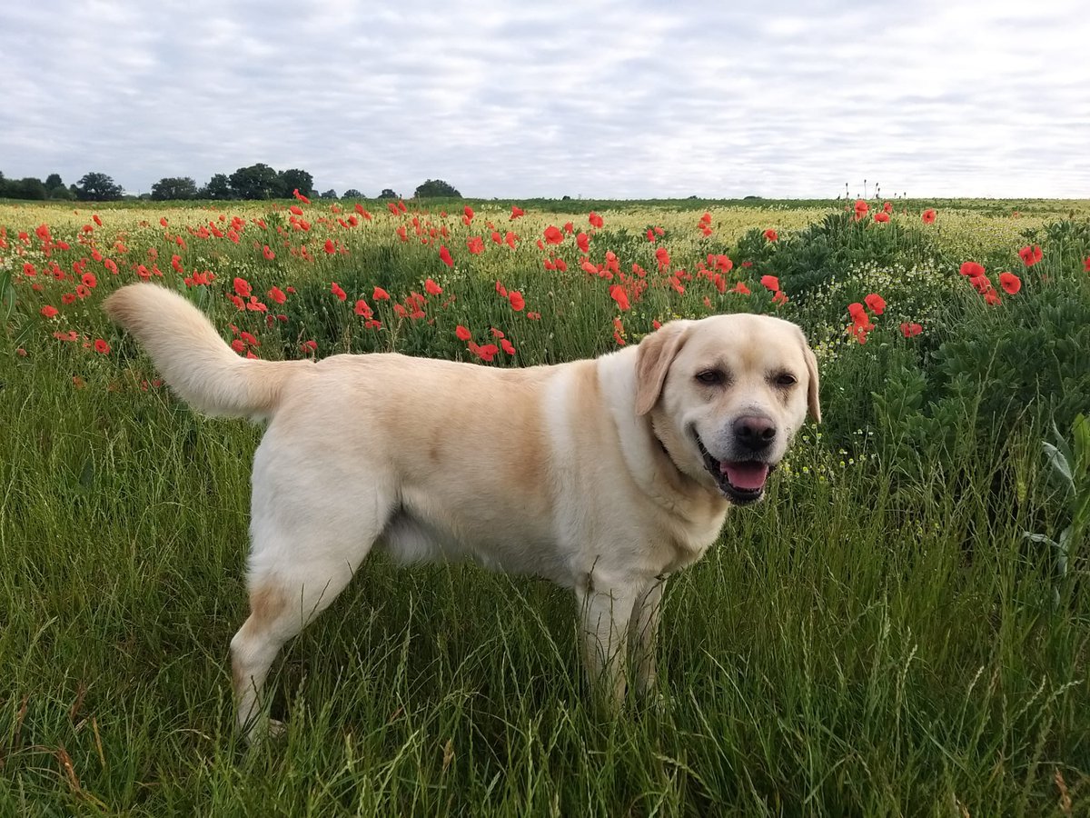 nickb997's tweet photo. @AliBushell @BestOfDullMen Doug or Dug in this one’s case is a fine name for a Labrador https://t.co/ijANVAnkX5