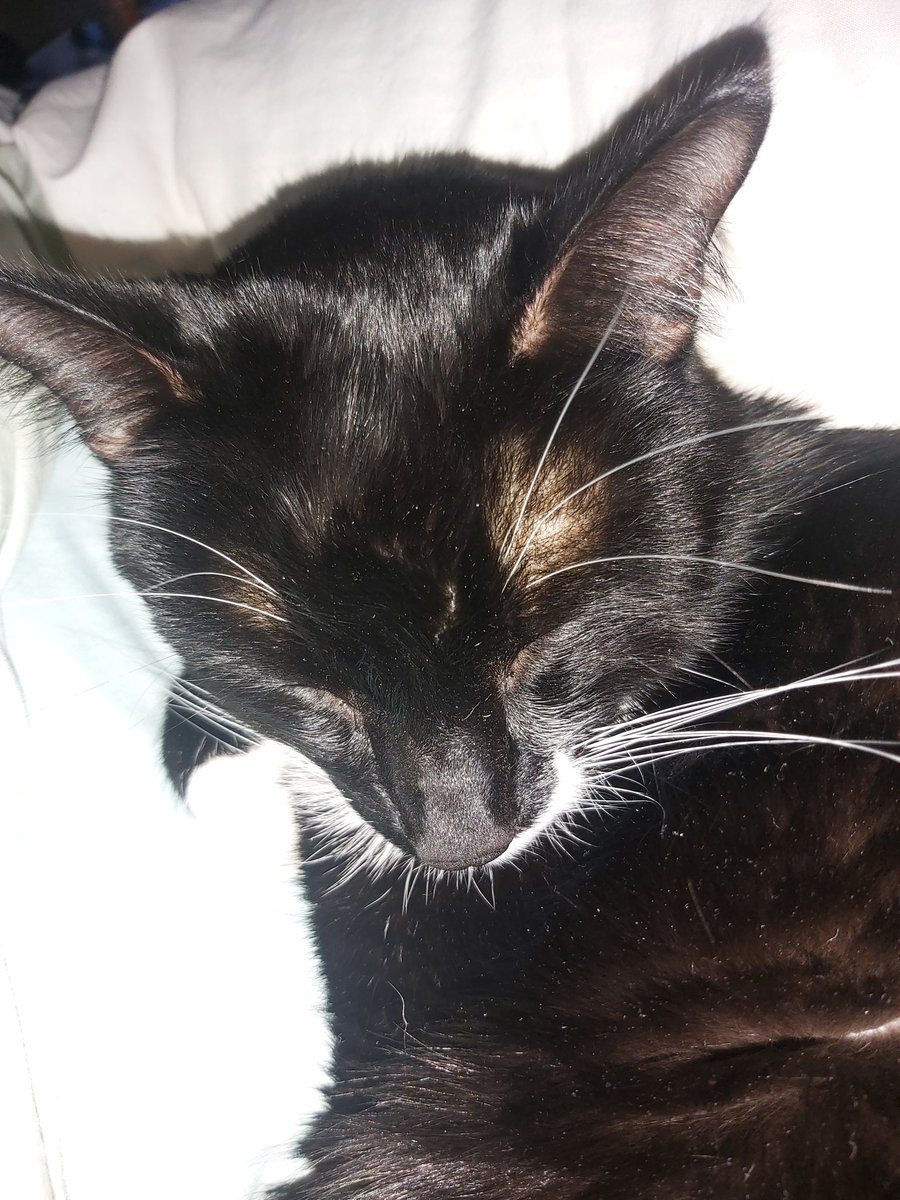 Knightlova's tweet photo. Gus our cat (almost 5) has been rapidly losing weight and hasn't eaten for the last few days. We are at the vet, it's his liver. Not sure if its an infection or fatty liver or his immune system. Blood tests and ultra sound will rule out but its going to be about $1100 plus 1/2 https://t.co/4u0poAs8Nu