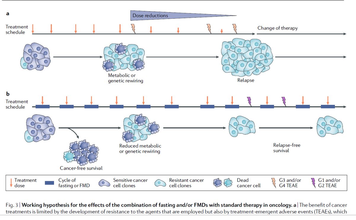MakisMedicine's tweet photo. NEW ARTICLE: FASTING and CANCER - New Research on a potential Revolution in Cancer Treatment - What's best? Periodic fasting (3 days) vs Ketogenic Diet vs Caloric Restriction - 5 major papers reviewed!

This is one of the MOST IMPORTANT articles I've written!

FASTING & Cancer: article highlights:

You must Fast at least 48 hours to achieve meaningful effects in cancer and 72 hours gets much better outcomes than 48hr (in eliminating cancer cells and protecting your cells from chemo induced DNA damage)

Cancer patients who fasted up to 140 hours had NO serious side effects

If you can’t handle fasting, a Fasting Mimicking Diet (dietary regime 300 to 1100 kcal/day of broths, soups, juices, nut bars, herbal teas) could give similar results, usually given up to 5 consecutive days, every 3-4 weeks with chemo

Fasting is much more POTENT against cancer than short term ketogenic diet or calorie restriction diet (no ketone bodies, normal IGF1).

Fasting dramatically decreases IGF1 (insulin-like growth factor) which is KEY to protecting normal cells and simultaneously sensitizing cancer cells to chemo

Two hypotheses:

Differential stress resistance (DSR) - normal cells slow down proliferation, go into maintenance mode, protected from chemo, rad, or drug toxicity

Differential Stress Sensitization (DSS) - cancer cells ignore starvation signals, keep proliferating, accumulate ROS = DNA damage = cell death

During fasting, cancer cells forced to switch from using glucose to mitochondrial oxidative phosphorylation which builds up free radicals and kills the cancer cell - particularly effective against aggressive and metastatic cancers!

Fasting and normal STEM CELLS:

- fasting protects intestine and maintains intestinal stem cells

- fasting protects hematopoietic stem cells (get better blood counts after chemo)

- fasting promotes regenerative effects in blood, liver, muscle and nervous system, stimulates the regeneration of healthy cells and tissue following tissue damage after chemo

Fasting and Cancer Stem Cells

- Cancer stem cells are responsible for tumor recurrence and metastasis

- fasting reduces Cancer Stem Cells by lowering glucose levels - delays or prevents metastasis

fasting alone will deplete Cancer stem cells and delay tumor growth but differentiated cancer cells have “starvation escape pathways” - must hit them with something else (chemo or bioactive compounds) to get better cancer-free survival and long term progression free survival (fasting alone apparently won’t do it).

Fasting and Gut Microbome

fasting directly impacts gut microbiome - decreases harmful gut bacteria, increases helpful gut bacteria and boosts immunity in cancer - this is an extremely important aspect often ignored (paging Dr.Hazan  @SabinehazanMD)

Fasting and Human Trials

- cancer patients fasting up to 140hr safe, doesn’t result in long term weight loss or malnutrition (much better than calorie restriction which can cause long term problems like poor wound healing, immune suppression, weight loss, cachexia, etc)

(patients who can’t handle fasting can do fasting mimicking diet instead for similar benefits)

- need at least 48hr fast to see less DNA damage to your leukocytes post chemo 

- maximum protective effects against chemo seen with 72hr fast before chemo and at least 24hr after chemo

- fasting can eliminate need for dexamethasone steroids during chemo to treat serious side effects - this is huge because steroids increase glucose which feeds the cancer

- 72hr fasting much more likely to get complete response to therapy (no cancer cells) than 48hr fasting.

- fasting and chemo - fasting reduces fatigue and weakness, reduces stomatitis (mouth ulcers), reduces gastrointestinal side effects, reduces low blood counts like grade 3/4 neutropenia after chemo, better scores for emotional, physical, social, cognitive functioning over time, improved Quality of Life

My Observation:

The 2018 Nencioni paper was published in Nature, so this is “big pharma approved”. Keep that in mind.

Big pharma insists that Fasting alone CAN reduce tumor growth and delay cancer spread BUT won’t give you increased overall survival or cancer free survival.

Not sure whether this is actually true or not, because they insist on combining fasting with chemo ($$$) to get survival benefits and it is clear that people who fast on chemo do MUCH better in every way possible, including long term survival.

However, what if you combined FASTING with bioactive compounds in anti-cancer foods or mushrooms INSTEAD?

That will be the focus of my next fasting article, so please STAY TUNED

This is an extensive, heavily referenced article, if you have any interest in CANCER, don't miss it!

Those who took Pfizer or Moderna COVID-19 mRNA Vaccines and developed TURBO CANCER would especially benefit from FASTING due to the aggressive and metastatic nature of these cancers

Article Link in photo to avoid shadowban, just re-type the URL in the 1st photo at the top, into your browser to access 

#DiedSuddenly