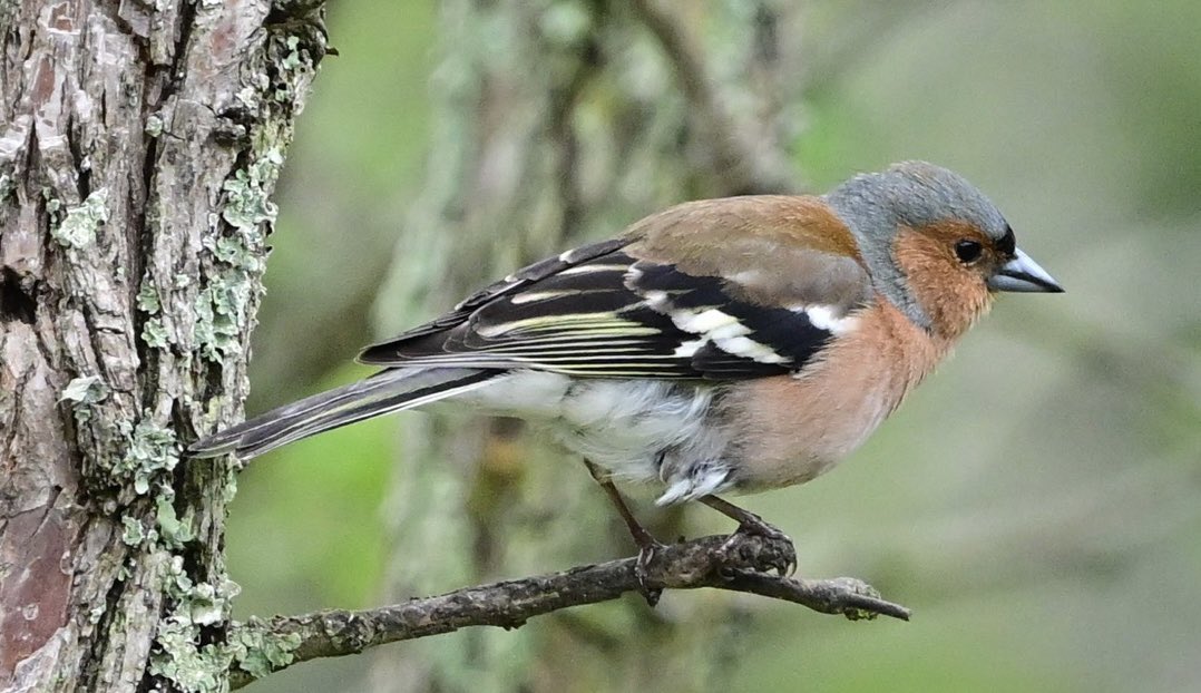 miqbo's tweet photo. Pinsà comú (Fringilla coelebs).
#fringillacoelebs #fringilla_coelebs #pinsàcomú #pinsà_comú #commonchaffinch #common_chaffinch #pinzónvulgar #pinzón_vulgar
20240601 Sant Gregori. https://t.co/CM7j7crUTf