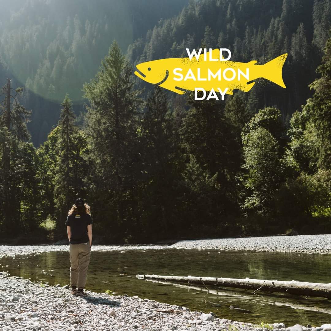 Water_Wealth's tweet photo. Wild salmon cycles are energy and nutrient cycles, contributing to healthy, abundant waterways, forests, and species from bugs to bears to birds!

(Thanks to Pacific Salmon Foundation for the image and inspiration on Wild Salmon Day!) https://t.co/7o9el7DgJd