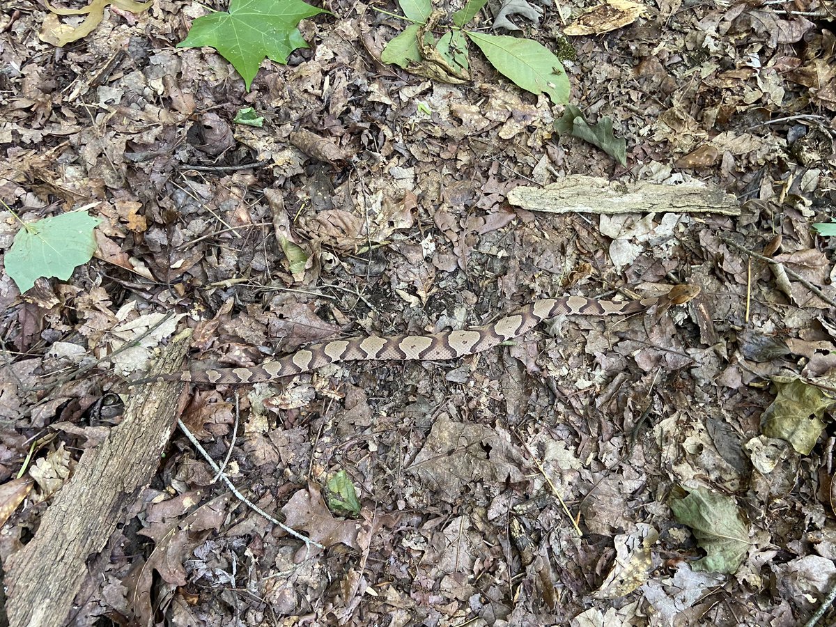 skyfall375's tweet image. Didn’t see this one until I stepped on it. Thank goodness he missed