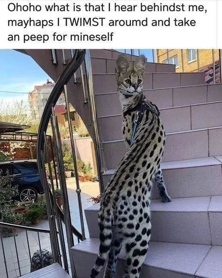 DontShowYourCat's tweet photo. https://t.co/61ttFoimro