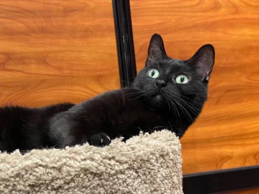 Monmouth County, NJ Please keep sharing Luna. She's very depressed and doesn’t seem to enjoy the company of other cats at our adoption center in Howell Petsmart. She may need to be the only cat or it may be that she's just so stressed at the store. She realizes her family is