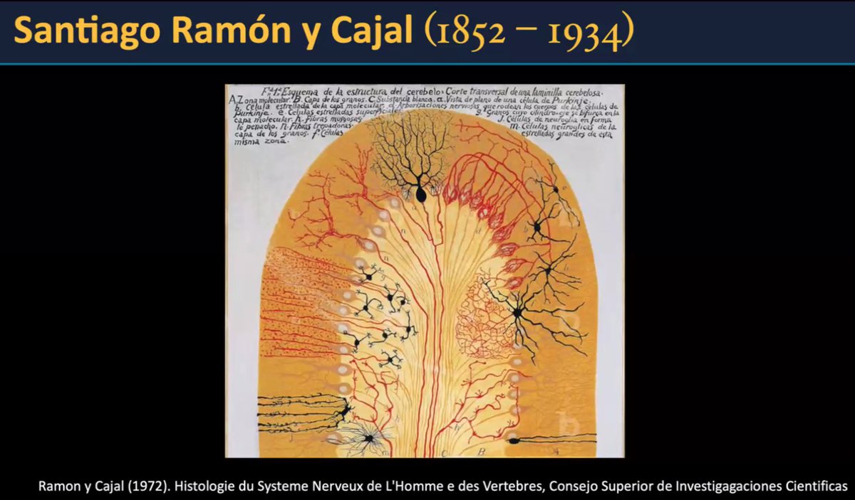 International Pediatric Neuroradiology Teaching Network Season V Chapter V: Matthew Whitehead, MD The developing cerebellum @The_ASPNR @spinacademics @WorldFederation @espr_junior @ESPRSociety Nothing better than to start the lecture with Cajal´s picture