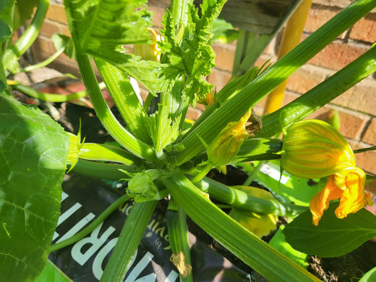 Linsey Dickson tweet media